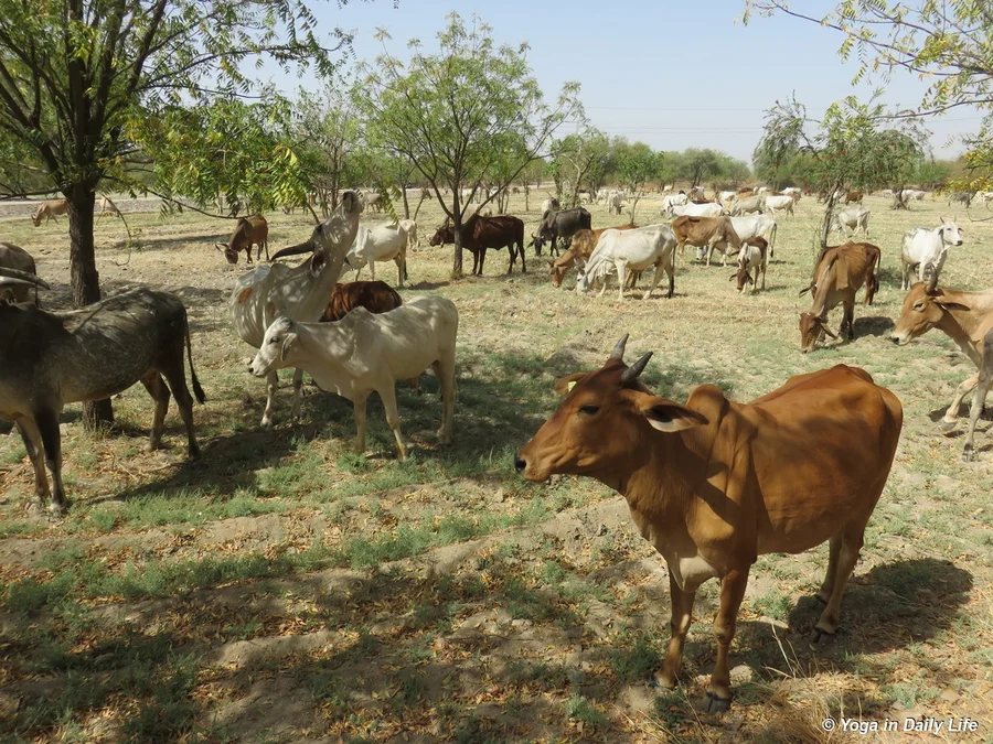 cows in wheat field post harvest 72dpi 1200 wm